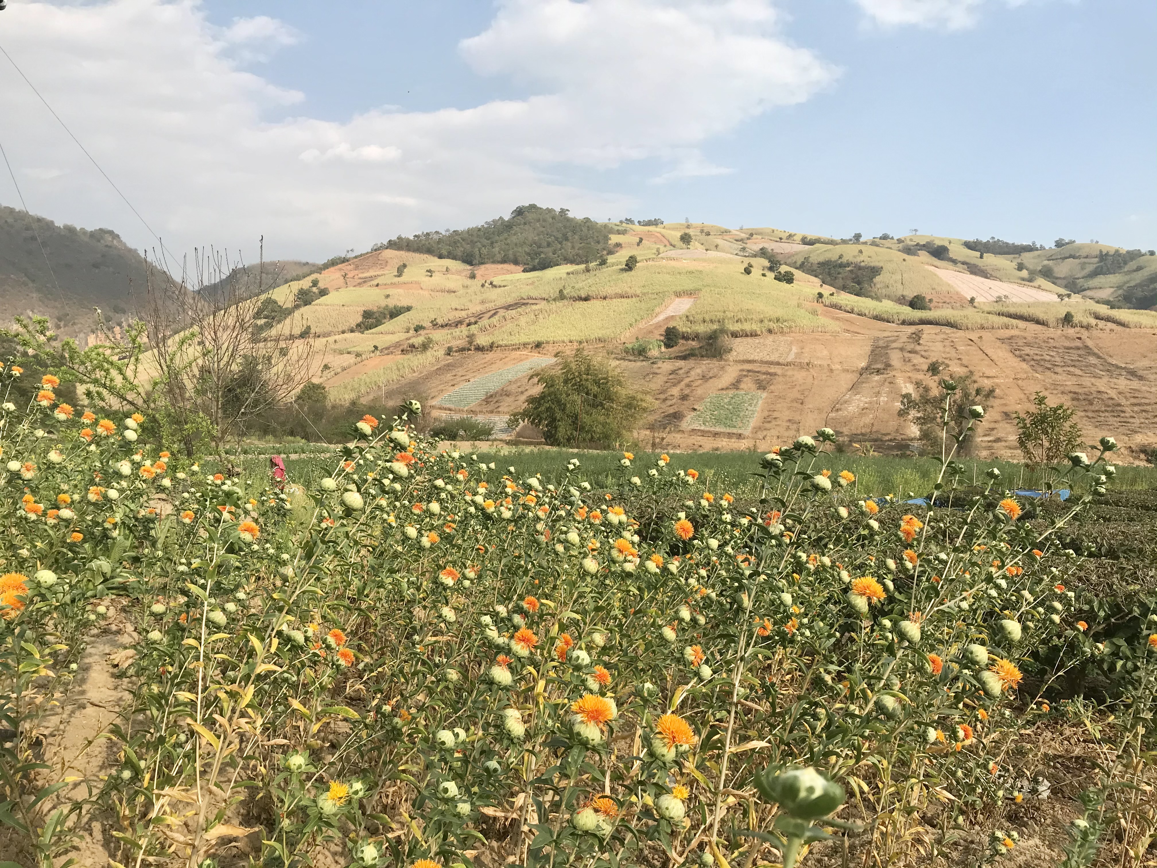 药圣堂红花基地