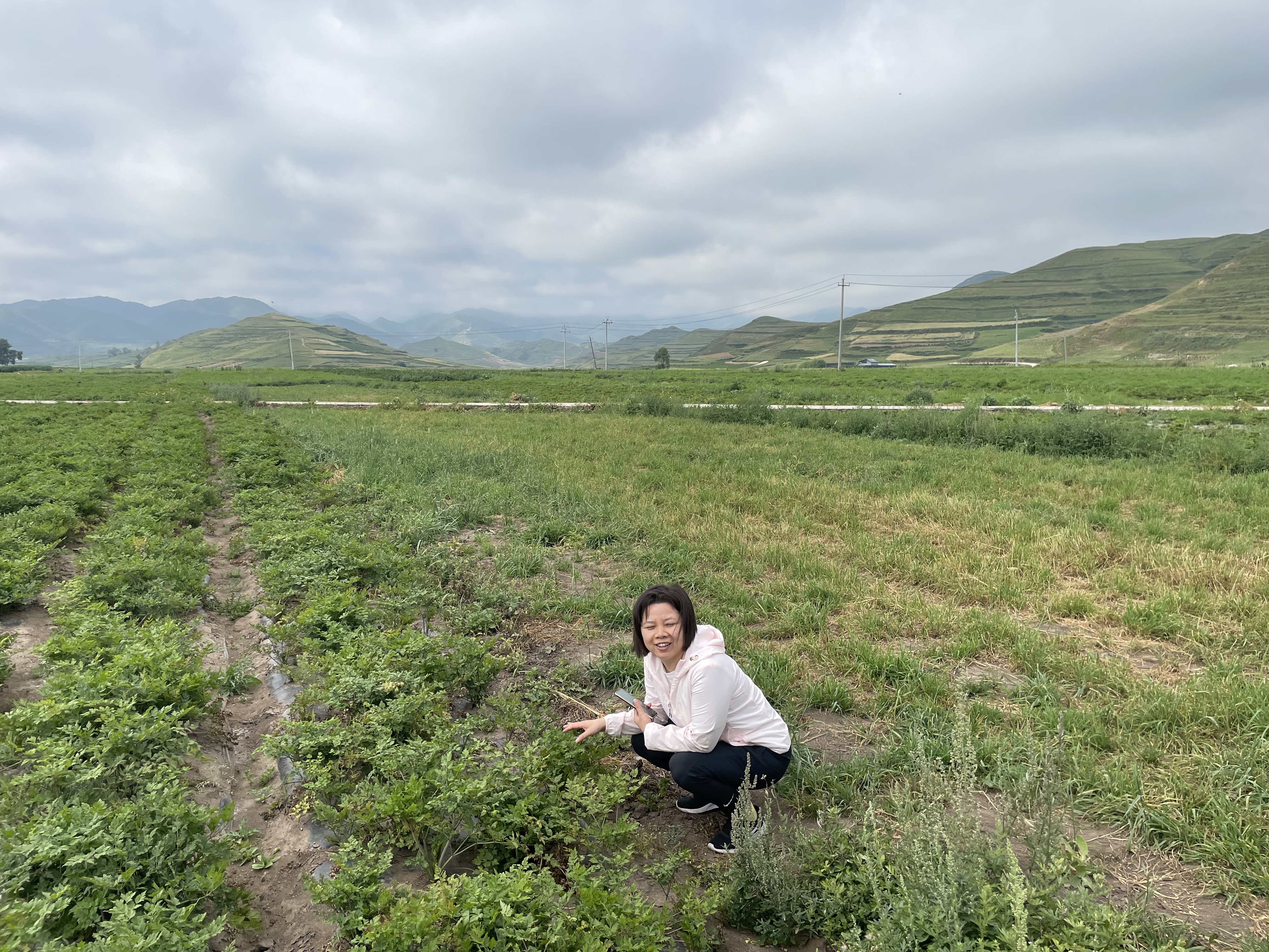 药圣堂当归基地